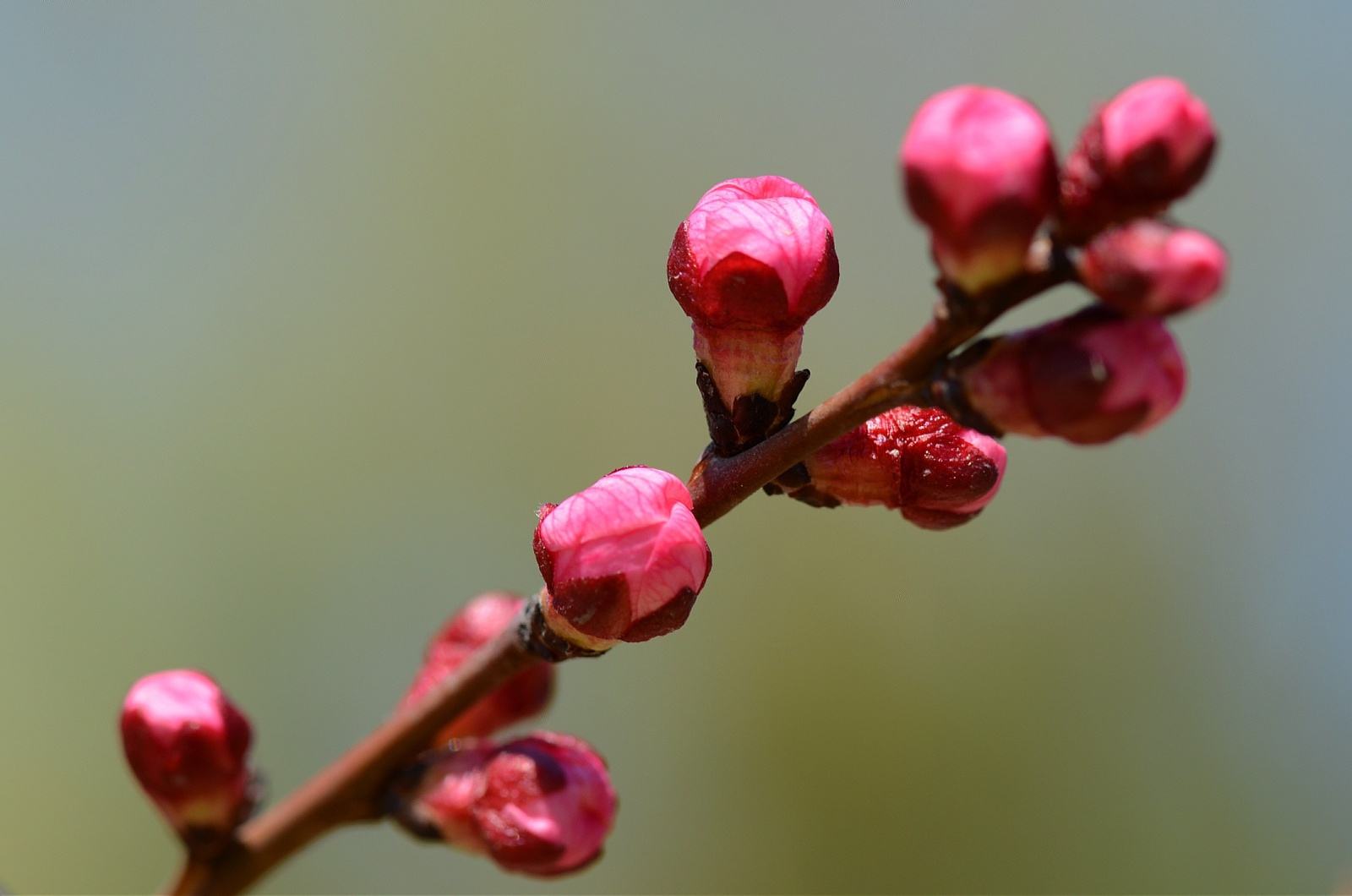 随州市尚市镇第13届桃花节将于3月22日开幕  欢迎大家来到“世外桃源”赏花!!